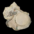 Natural Shell Decorative Ornament Set With Round Flat Surface And Organic Natural Texture