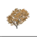 Four Autumn Arbor Trees With Brown Leaves And Full Crown Shape 3d model