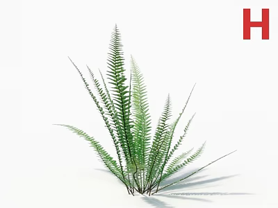 Green Fern Plant With Lush Feathery Leaves For Indoor Home Decor 3d model
