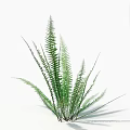 Green Fern Plant With Lush Feathery Leaves For Indoor Home Decor