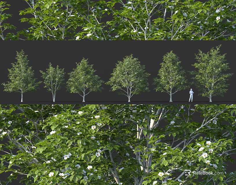 Beautiful Flowering Shrubs With Lush Green Leaves and White Blooms for Garden Landscaping 3d model 