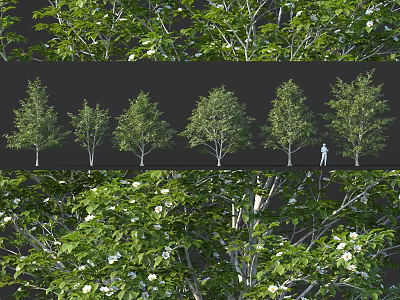 Beautiful Flowering Shrubs With Lush Green Leaves and White Blooms for Garden Landscaping 3d model