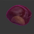 Oval Shaped Dark Red Chestnut With Light Brown Base On Dark Surface 3d model