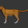 Orange and White Cat 3D Model Standing on Black Surface with Reflection