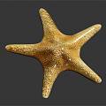 Detailed Orange Brown Five Armed Starfish On Dark Reflective Background Surface 3d model