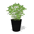 Indoor Decorative Bonsai Potted Plant With Fresh Lush Green Leaves In Black Pot