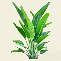 Tropical Arbor With Large Green Leaves And Lush Foliage For Garden