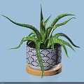 Green Leaf Aloe Vera Bonsai Potted Plant With Blue White Wave Pattern Pot On Wooden Tray