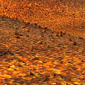 Orange Brown Natural Landscape With Textured Undulating Terrain Surface And Earthy Tones