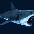 Gray And White Shark With Open Mouth Sharp Teeth Swimming In Deep Blue Water