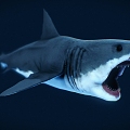 The Modern Shark 3d model