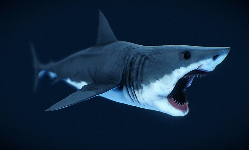 The Modern Shark 3d model