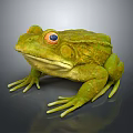 Green Frog with Large Orange Eyes and Textured Skin on Gray Background with Reflection