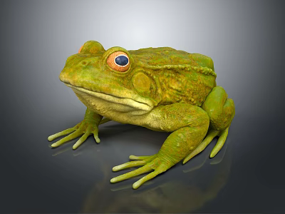 The Modern Frog 3d model