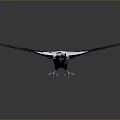 Flying Black And White Bird With Spread Wings Against Grey Background 3d model