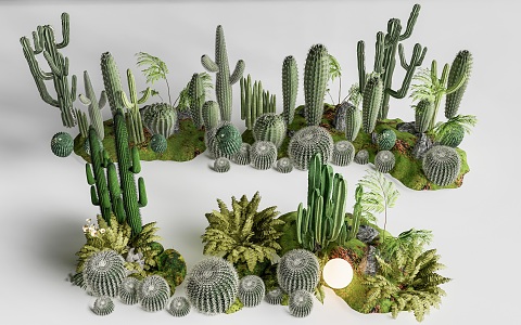 cactus combination succulent plant cactus landscape plant green plant potted plant 3d model