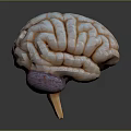 head structure head structure brain structure human head structure human facial tissue human facial muscle tissue 3d model
