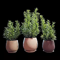 Three Green Bonsai Potted Plants in Terracotta Pots for Home Decor