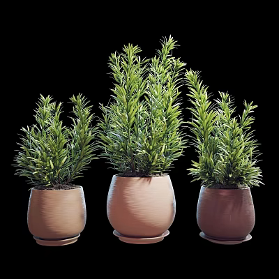Three Green Bonsai Potted Plants in Terracotta Pots for Home Decor 3d model