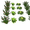 Fresh Green Crops Chilies Lettuce And Cabbage Growing On Gray Background