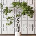 Bonsai Trees With Green Foliage And Curved Trunks In White Planters Against Geometric Patterned Wall