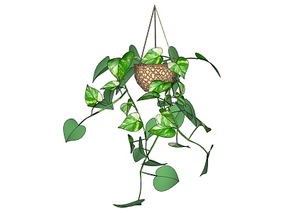 Modern hanging basket vine model