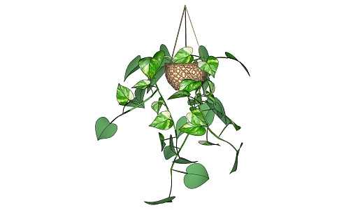 Modern hanging basket vine 3d model