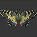Colorful Butterfly With Yellow Black Blue And Red Patterned Wings In Spread Pose