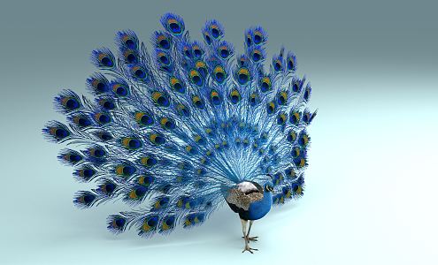 Modern Peacock 3d model