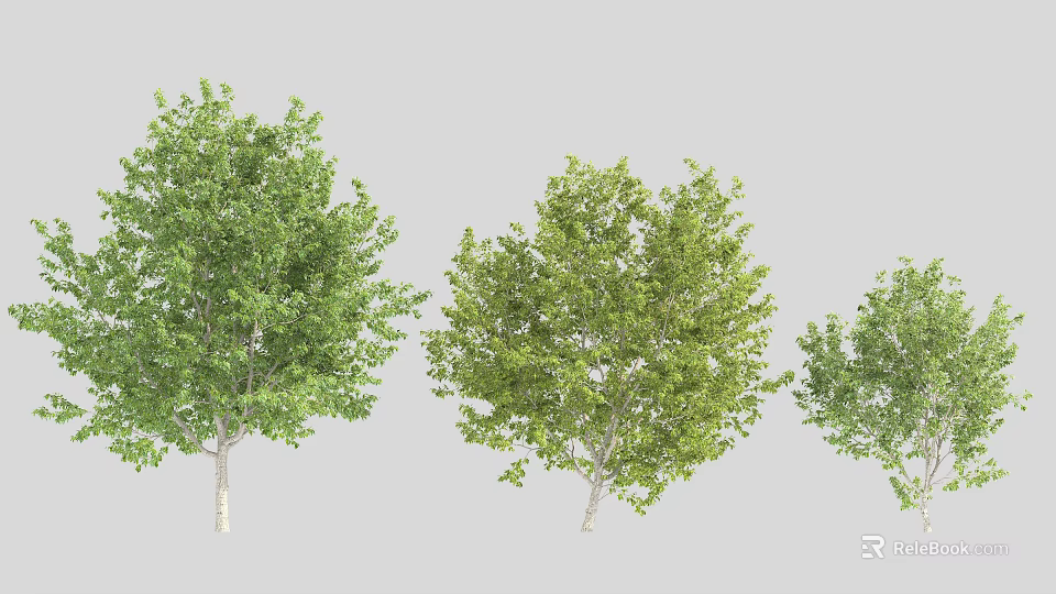 Three Arbor Trees with Green Foliage White Trunks and Different Sizes for Landscape Design 3d model