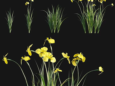 Vibrant Yellow Flowers With Lush Green Grass In Natural Garden Design 3d model