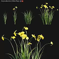 Vibrant Yellow Flowers With Lush Green Grass In Natural Garden Design