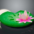 Frog Resting On Green Lotus Leaf With Pink Water Lily Flower
