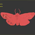 Vibrant Orange Brown Moth With Spotted Patterned Wings On Reflective Dark Background