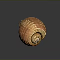 Orange Yellow Spiral Shell Organ On Dark Background With Detailed Texture