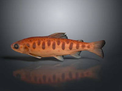 Aquatic Animal Orange Spotted Fish on Gray Background with Reflection 3d model