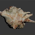 Detailed Marine Conch Animal Shell With Spiral Shape Natural Texture And Close Up View