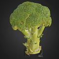 Fresh Green Broccoli Vegetable with Tender Florets and Crisp Healthy Stems
