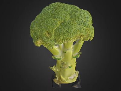 Fresh Green Broccoli Vegetable with Tender Florets and Crisp Healthy Stems 3d model