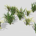 Green Leafy Plant Clusters With White Daisy Flower In Center