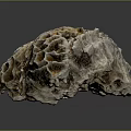 Vibrant Aquatic Animals Thriving In Natural Orange White Honeycomb Coral Structure