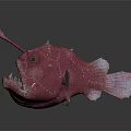 Pink Anglerfish With Luminous Lure And White Spots On Dark Background