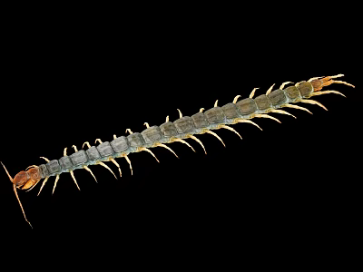 Long Bodied Centipede With Numerous Legs Segmented Body And Brown Head On Black Background 3d model