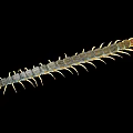 Long Bodied Centipede With Numerous Legs Segmented Body And Brown Head On Black Background
