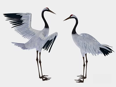 Two White and Black Cranes with Spread Wings Standing on Light Background 3d model
