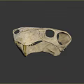 Feline Animal Skull With Metallic Golden Silver Surface And Visible Teeth Eye Sockets