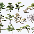Ornamental Trees With Various Shapes And Green Foliage For Garden Landscaping