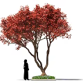 Ornamental Arbor With Lush Vibrant Red Leaves And Human Figure For Scale Decoration