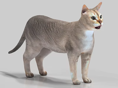 Standing Cat With Light Brown Striped Fur White Belly Upright Ears Green Eyes Gray Background 3d model