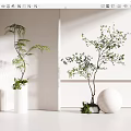 Two Bonsai Potted Plants In White Vase And Sphere Decor For Bright Interior